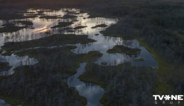 VIDEO ⟩ Bezvēsts pazudušais Jevgēnijs sešas naktis pavadīja purvā - Apollo.lv