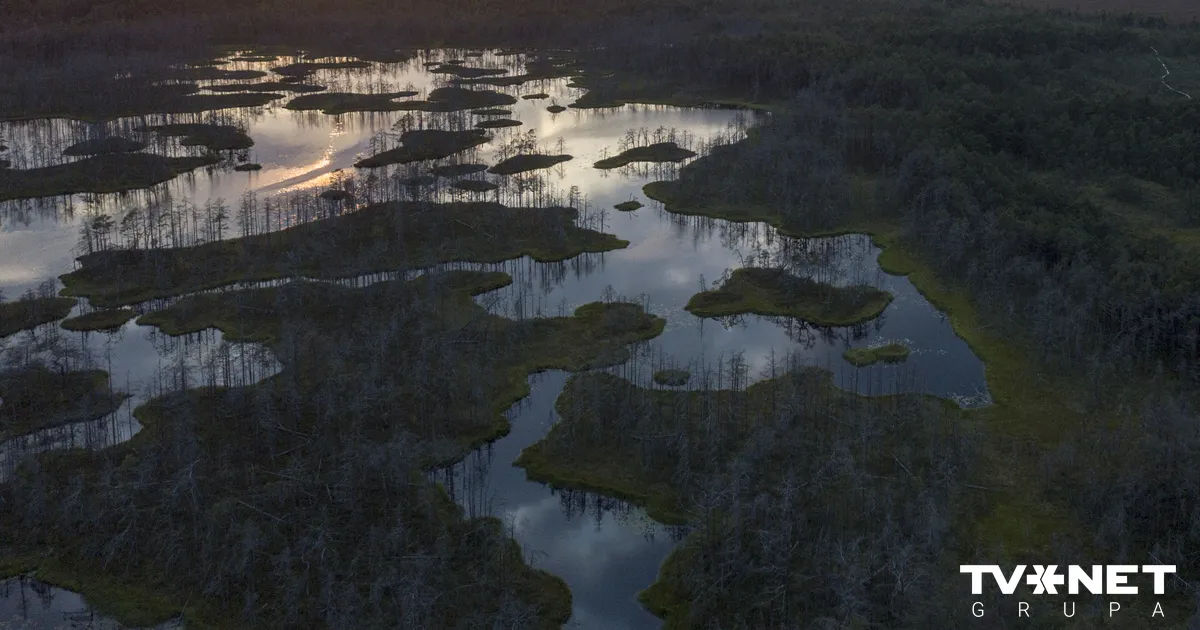 VIDEO ⟩ Bezvēsts pazudušais Jevgēnijs sešas naktis pavadīja purvā - Apollo.lv