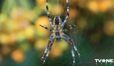 Notikušais pārsteidz pētniekus. Ģimene neapzināti gadu dzīvoja kopā ar 2000 zirnekļiem