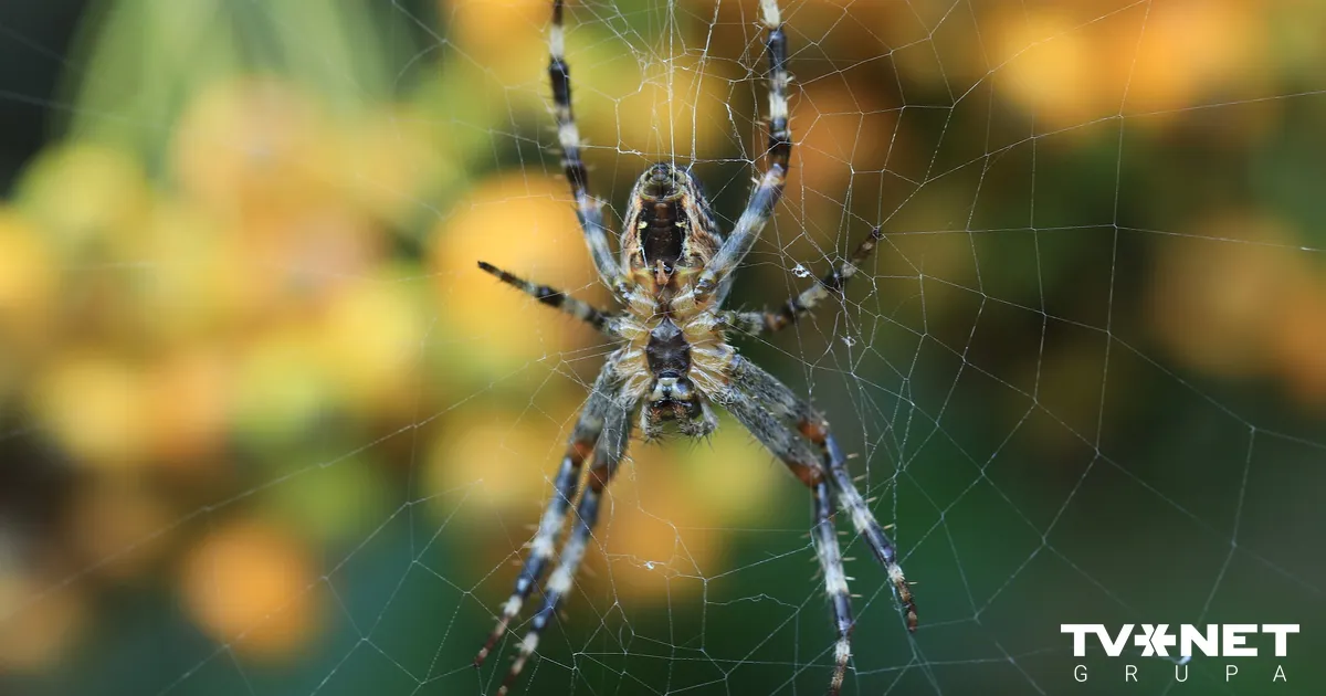 Notikušais pārsteidz pētniekus. Ģimene neapzināti gadu dzīvoja kopā ar 2000 zirnekļiem