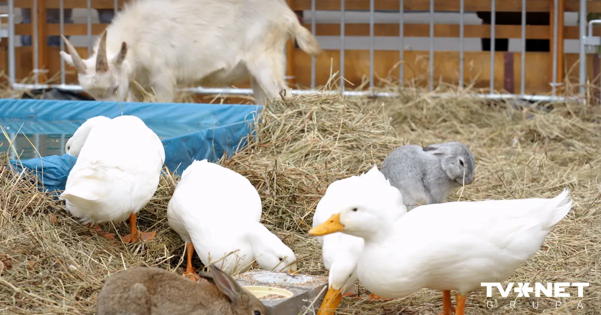Durbes pagastā mājputnu novietnē konstatēts augsti patogēnās putnu gripas uzliesmojums