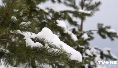 VIDEO ⟩ Vides organizācijas kritizē "Latvijas valsts mežu" mācību materiālus skolēniem
