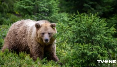 Lāča nošaušana Ogres novadā: lietā ir vairāki iesaistītie