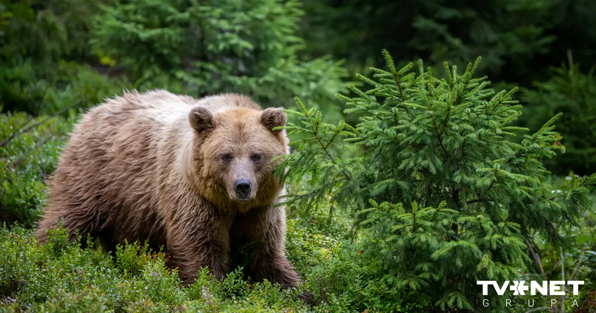 Lāča nošaušana Ogres novadā: lietā ir vairāki iesaistītie