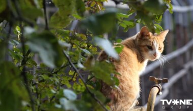 VIDEO ⟩ No nakts pastaigas atgriezās, velkot pakaļkājas. Saldū sašauta kaķene