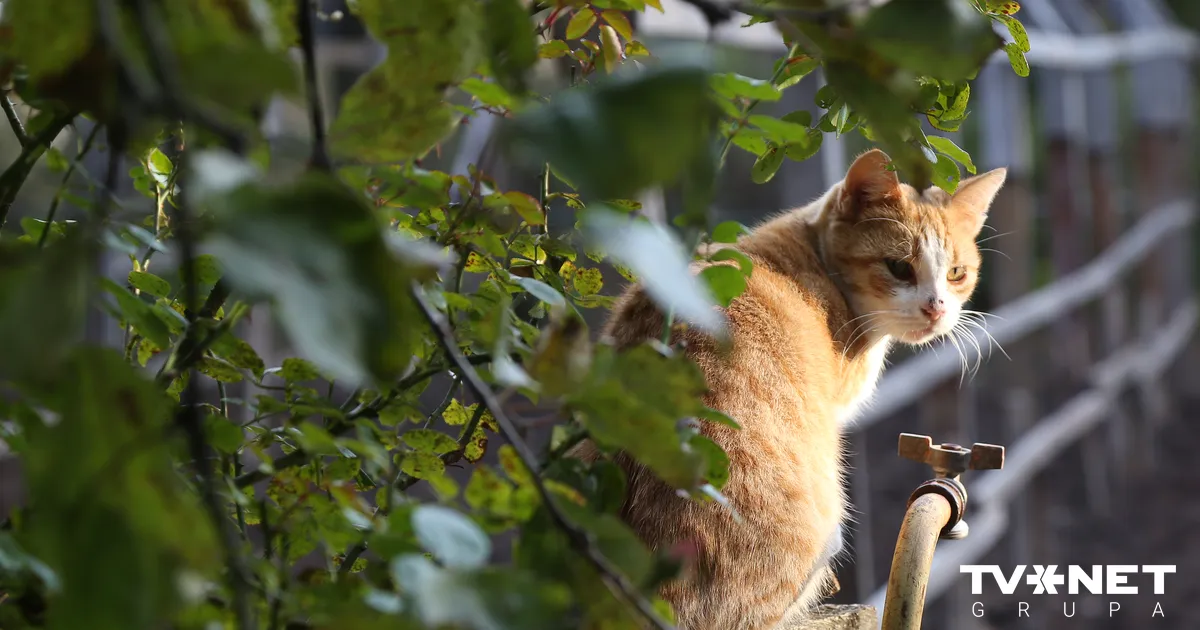 VIDEO ⟩ No nakts pastaigas atgriezās, velkot pakaļkājas. Saldū sašauta kaķene