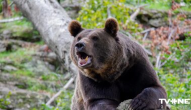 Atklāta jauna informācija par Ogres novadā nošautā lāča lietu