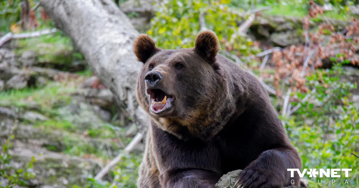 Atklāta jauna informācija par Ogres novadā nošautā lāča lietu