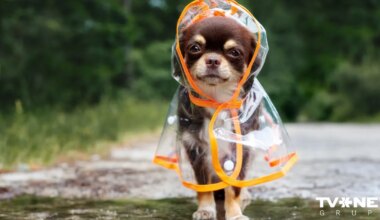 Pirmdien daudzviet gaidāmi nokrišņi