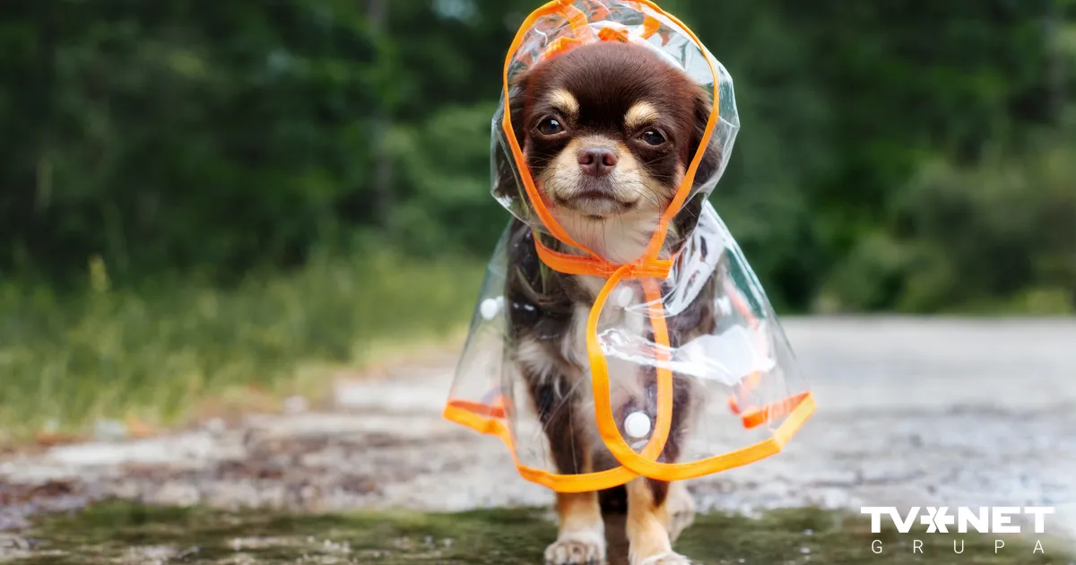 Pirmdien daudzviet gaidāmi nokrišņi