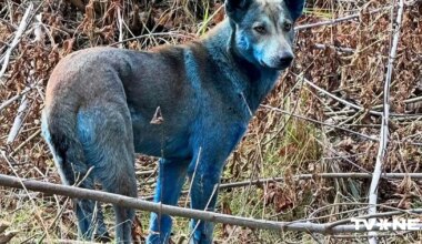 Čornobiļas zilo suņu mīkla ir atrisināta