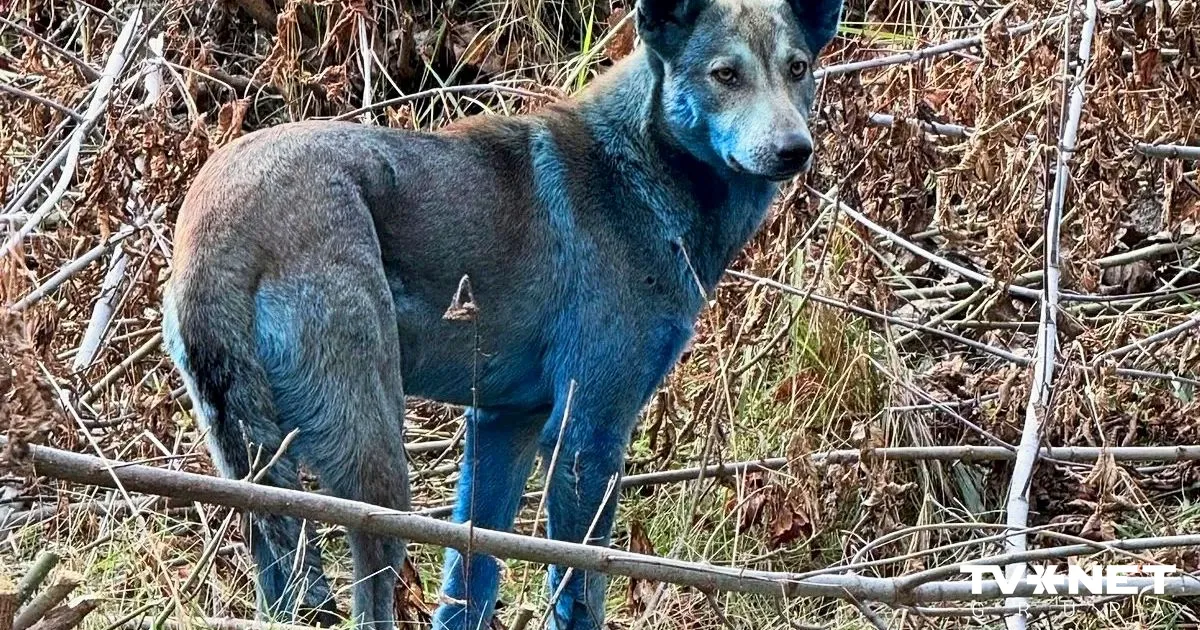 Čornobiļas zilo suņu mīkla ir atrisināta