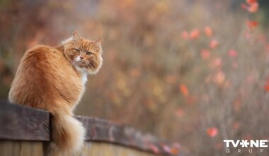 Pat +13 grādi! Sagatavota šīs nedēļas laika prognoze