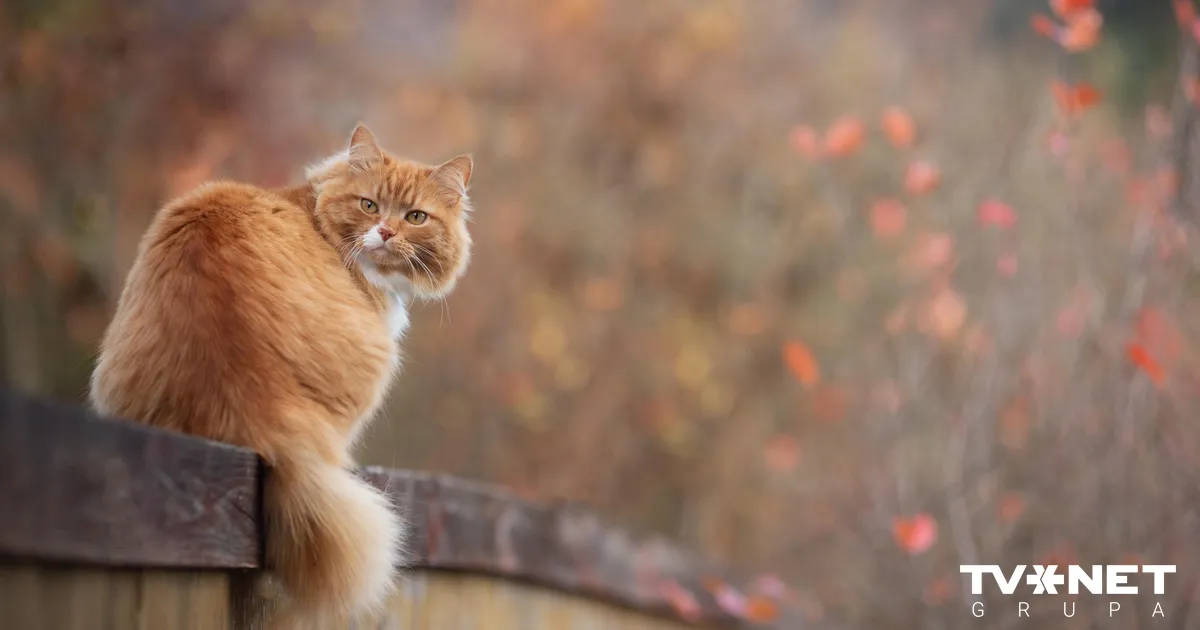 Pat +13 grādi! Sagatavota šīs nedēļas laika prognoze