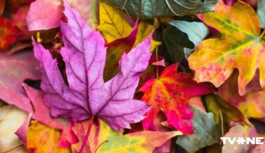 Horoskops otrdienai, 4. novembrim