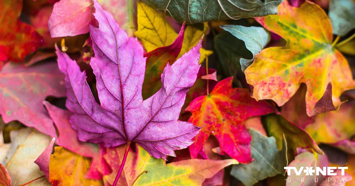 Horoskops otrdienai, 4. novembrim