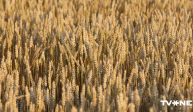 Graudkopības nozare patlaban atrodas īpaši kritiskā situācijā, brīdina ZM