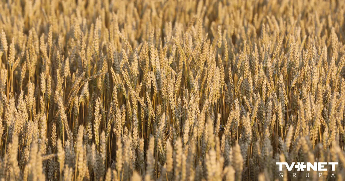 Graudkopības nozare patlaban atrodas īpaši kritiskā situācijā, brīdina ZM