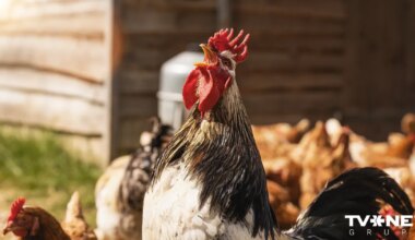 Mārtiņdienas horoskops