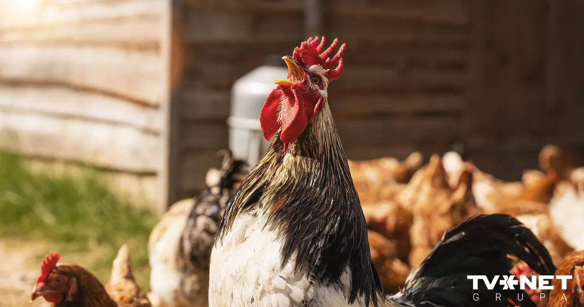 Mārtiņdienas horoskops