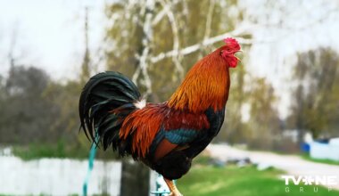 Mārtiņdiena klāt! Zīlējam un klājam galdu!