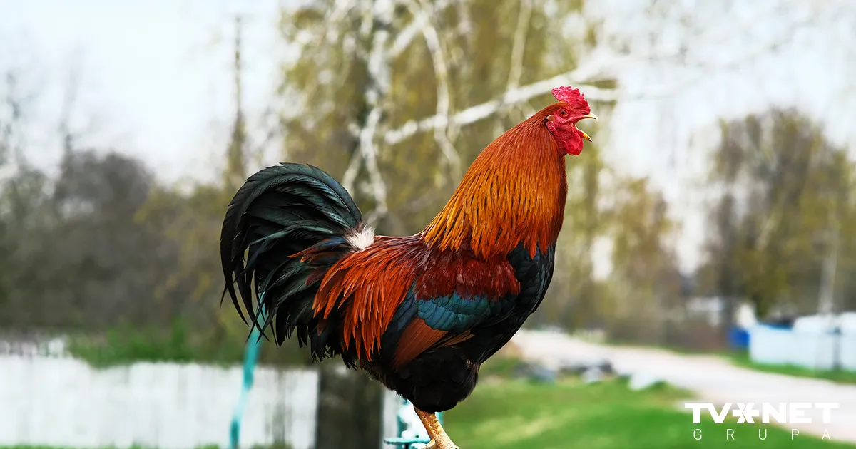 Mārtiņdiena klāt! Zīlējam un klājam galdu!