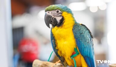 Satiec cilvēka labākos draugus un atpūties kopā ar ģimeni izstādē “ZooExpo 2025”!