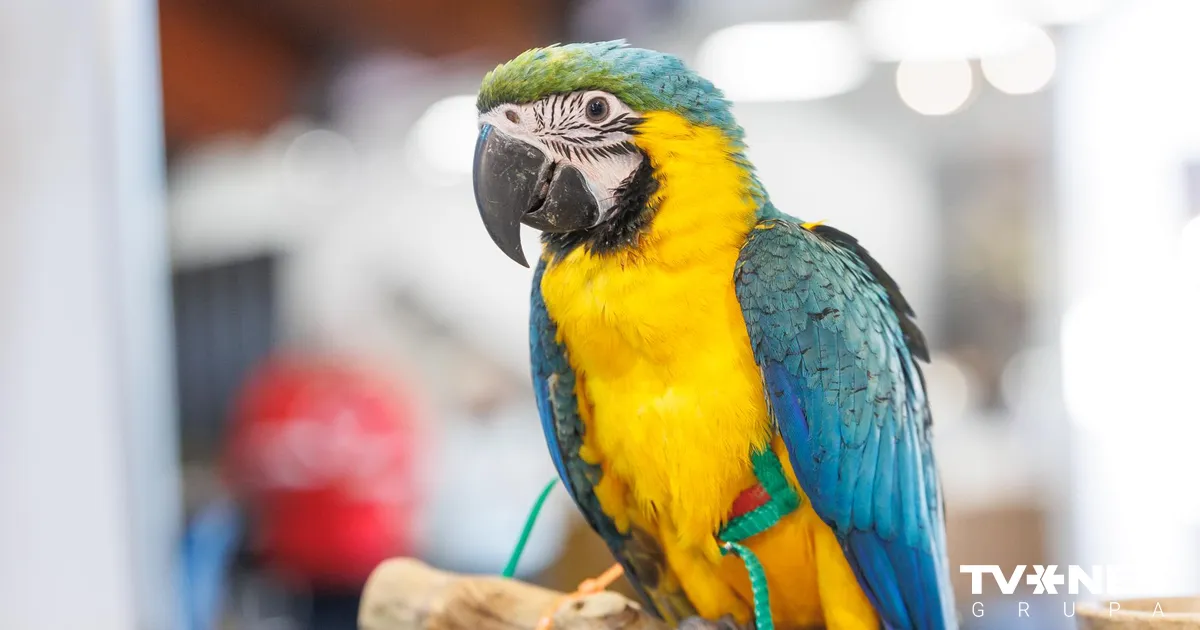 Satiec cilvēka labākos draugus un atpūties kopā ar ģimeni izstādē “ZooExpo 2025”!