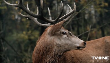 VIDEO ⟩ Brieža līķis dievnamā. Katoļu mācītājs sašutis par sabiedrības reakciju
