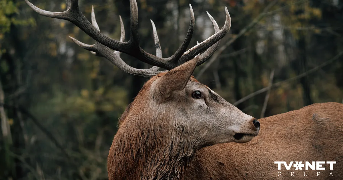 VIDEO ⟩ Brieža līķis dievnamā. Katoļu mācītājs sašutis par sabiedrības reakciju