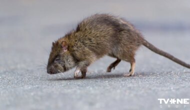 Reģistrēti vēl septiņi leptospirozes saslimšanas gadījumi