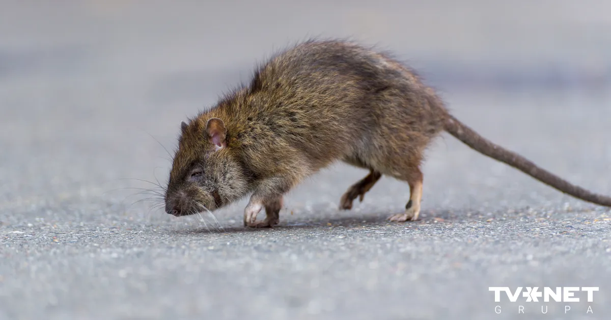Reģistrēti vēl septiņi leptospirozes saslimšanas gadījumi