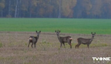 Svētdiena būs drēgna