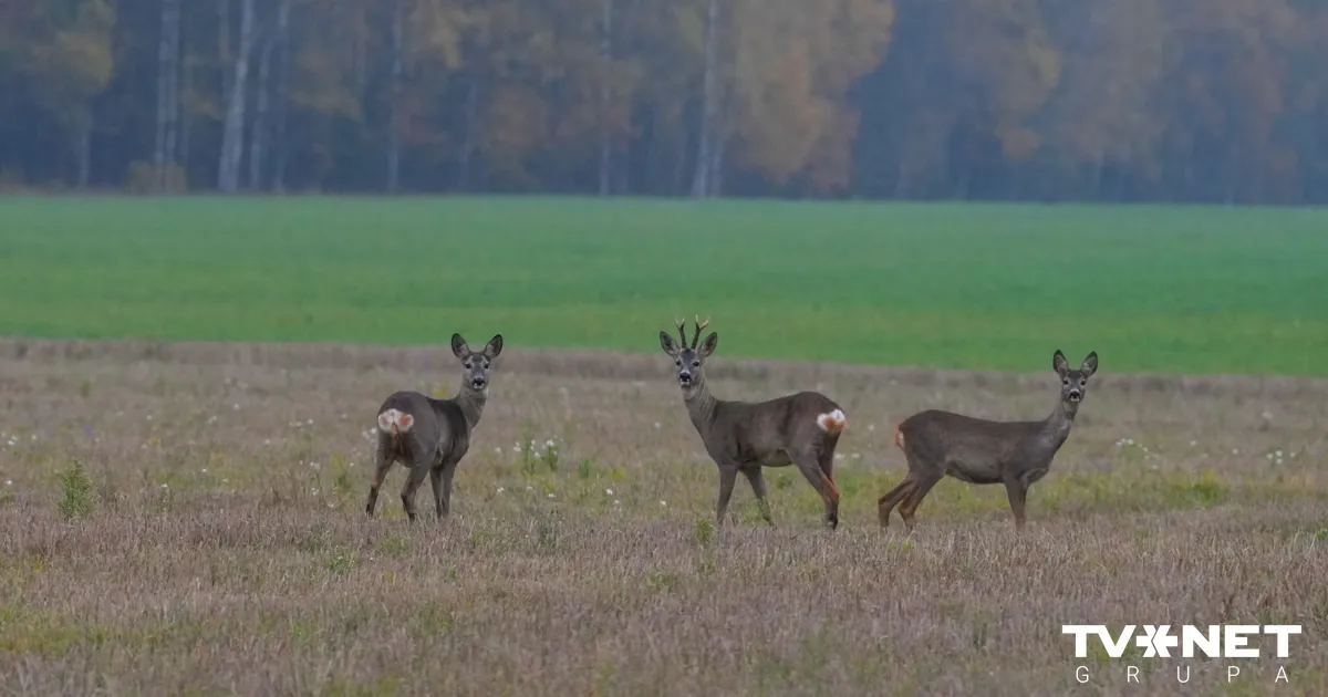 Svētdiena būs drēgna