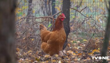 Durbes pagastā konstatēts putnu gripas uzliesmojums