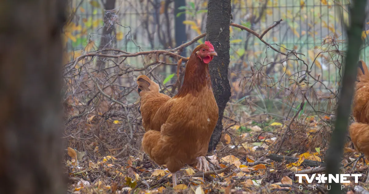 Durbes pagastā konstatēts putnu gripas uzliesmojums
