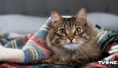 Svētdiena Latvijā – mākoņaina un drēgna, vietām gaidāms slapjš sniegs