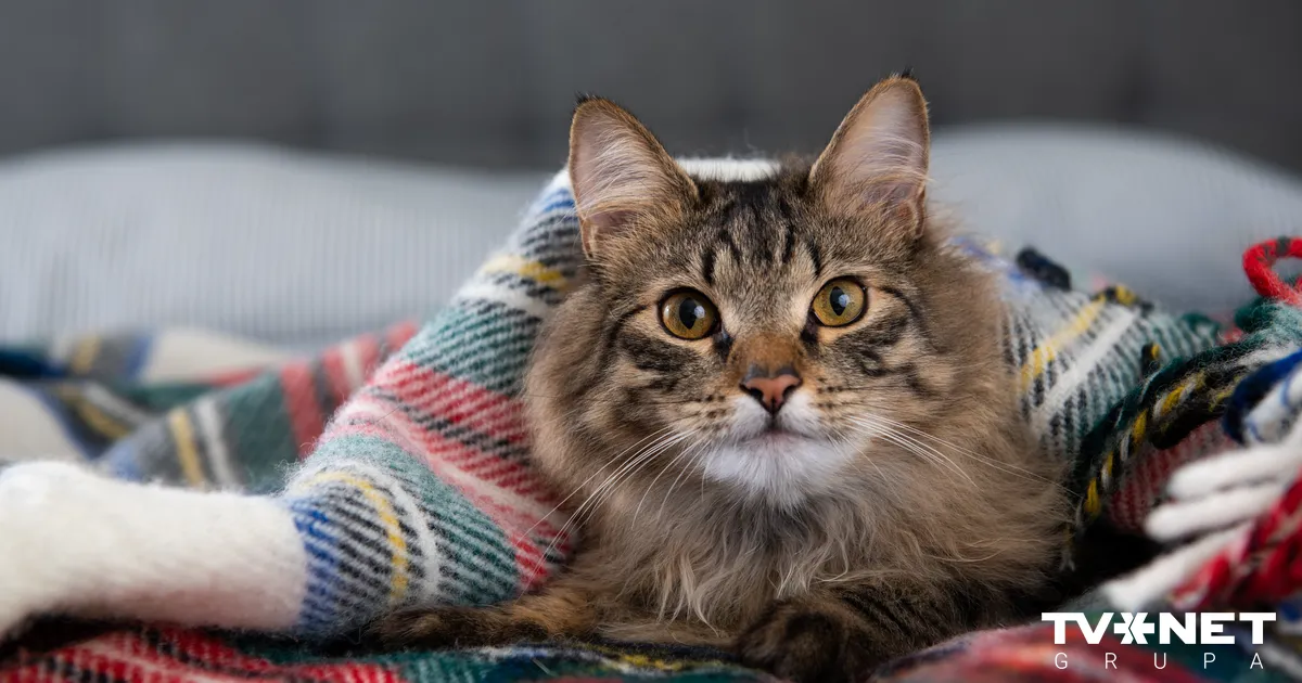 Svētdiena Latvijā – mākoņaina un drēgna, vietām gaidāms slapjš sniegs