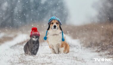 Naktī uz pirmdienu vietām Latvijā veidosies sniega sega