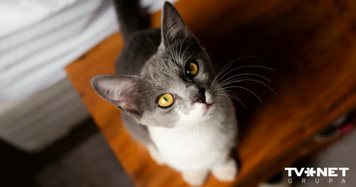 20. novembra horoskops