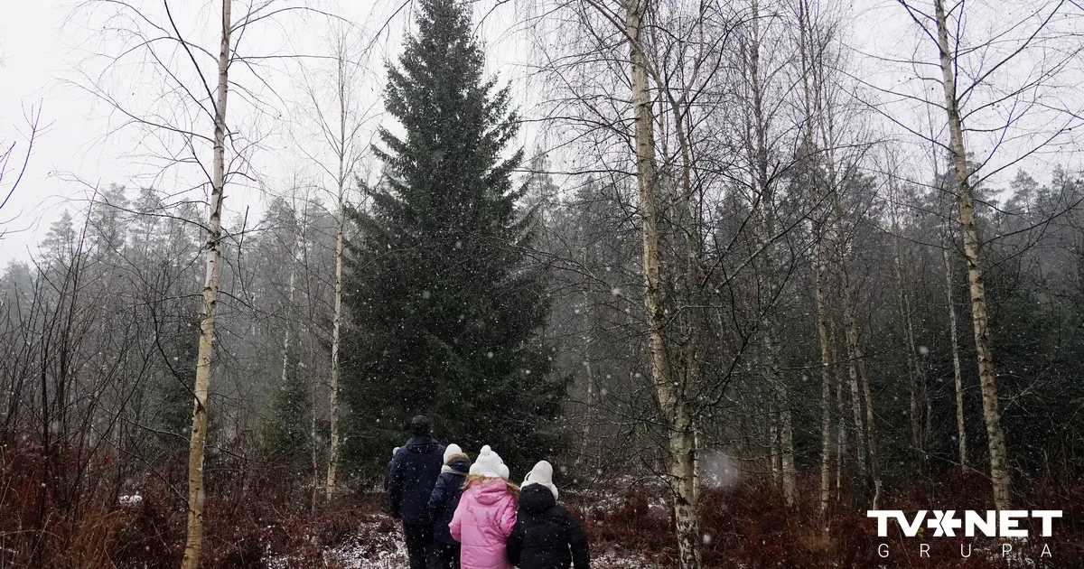 FOTO ⟩ Rīgas mērs lūko pilsētas Ziemassvētku egles