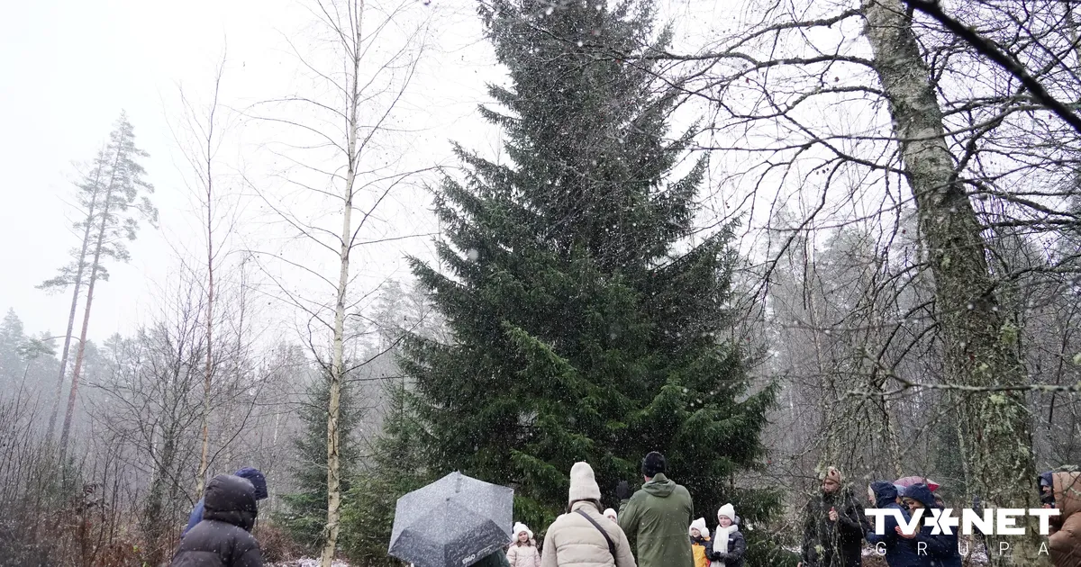 Sestdien Rīgā iedegs galveno Ziemassvētku egli