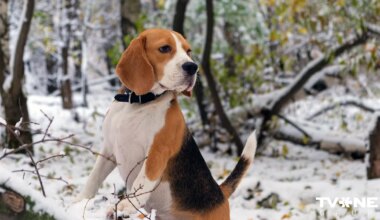 Sinoptiķi prognozē nokrišņus un meteoroloģiskās ziemas sākumu Latvijā