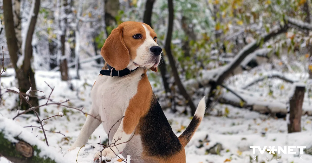 Sinoptiķi prognozē nokrišņus un meteoroloģiskās ziemas sākumu Latvijā