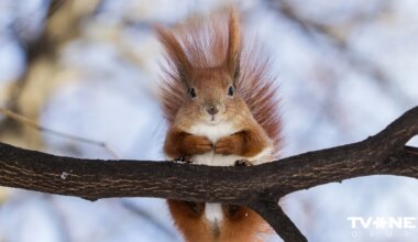 Horoskops trešdienai, 26. novembris - TVNET