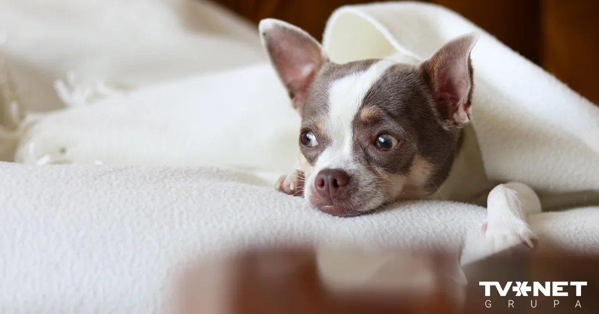 Horoskops ceturtdienai, 27. novembris - TVNET