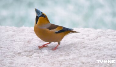 Pirmdien laikapstākļi uzlabosies