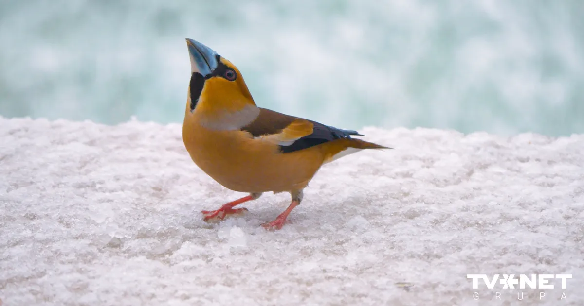 Pirmdien laikapstākļi uzlabosies