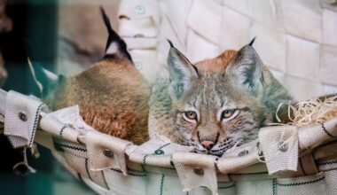 "Gandrīz neiespējami". Kāpēc ES miljoni nav pieejami Rīgas Zoo attīstībai?