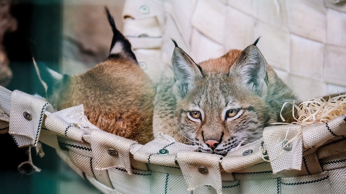 "Gandrīz neiespējami". Kāpēc ES miljoni nav pieejami Rīgas Zoo attīstībai?